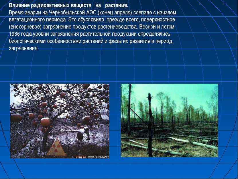 Влияние радиоактивных веществ на растения. Время аварии на Чернобыльской АЭС ...