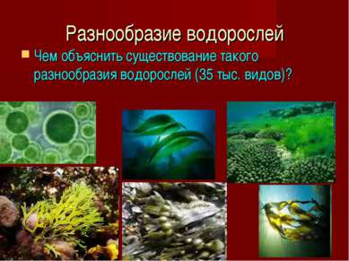 Разнообразие водорослей Чем объяснить существование такого разнообразия водор...
