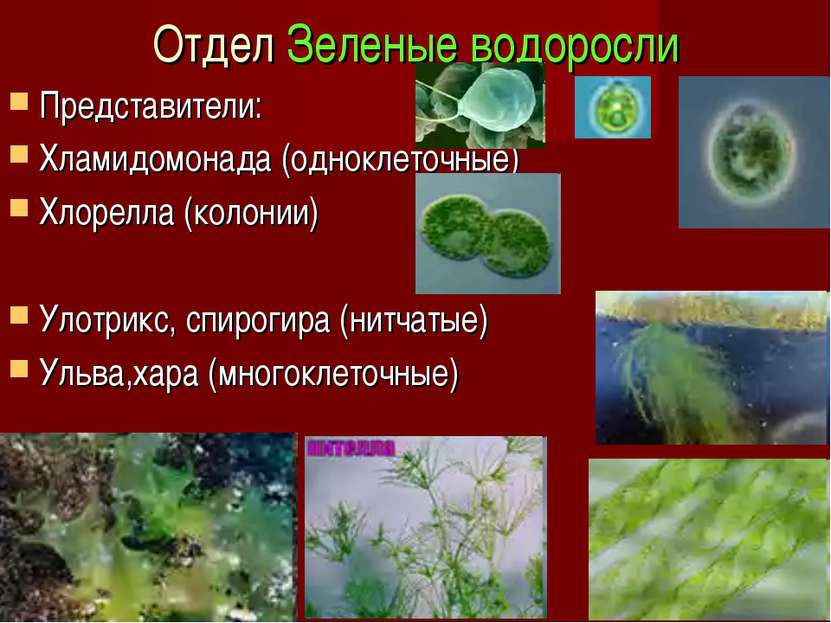 Отдел Зеленые водоросли Представители: Хламидомонада (одноклеточные) Хлорелла...