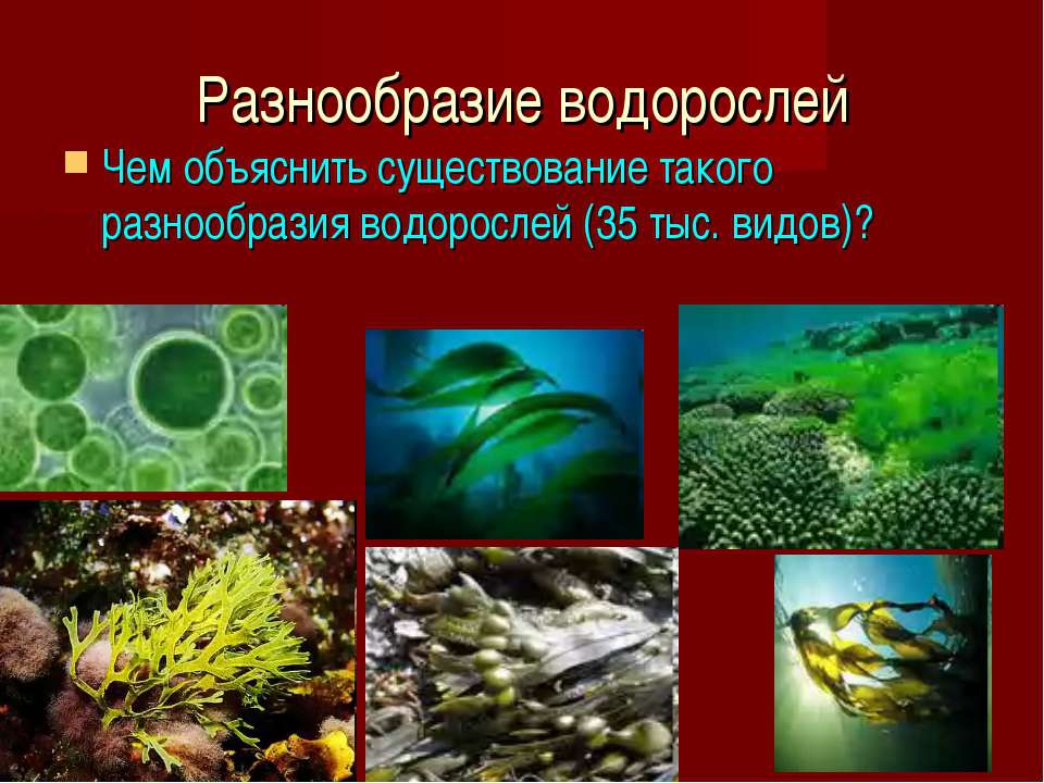Разнообразие водорослей биология. Разнообразие водорослей. Водоросли многообразие водорослей. Водоросли их многообразие в природе. Изучение разнообразия водорослей.