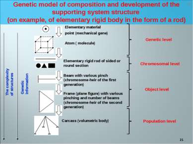 * Genetic model of composition and development of the supporting system struc...