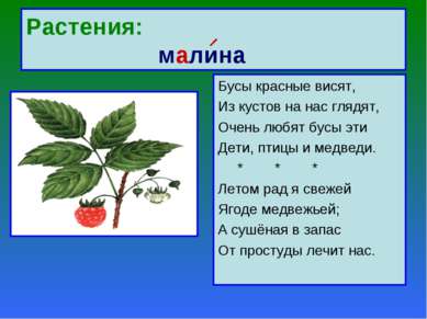 Растения: малина Бусы красные висят, Из кустов на нас глядят, Очень любят бус...