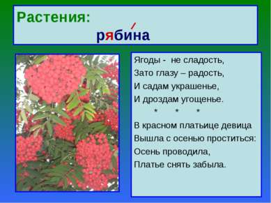 Растения: рябина Ягоды - не сладость, Зато глазу – радость, И садам украшенье...