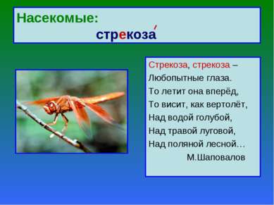 Насекомые: стрекоза Стрекоза, стрекоза – Любопытные глаза. То летит она вперё...