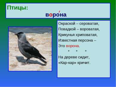 Птицы: ворона Окраской – сероватая, Повадкой – вороватая, Крикунья хриповатая...