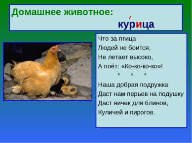 Домашнее животное: курица Что за птица Людей не боится, Не летает высоко, А п...