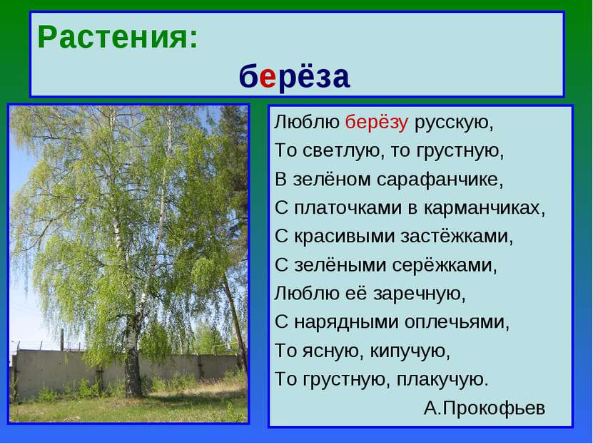 Растения: берёза Люблю берёзу русскую, То светлую, то грустную, В зелёном сар...