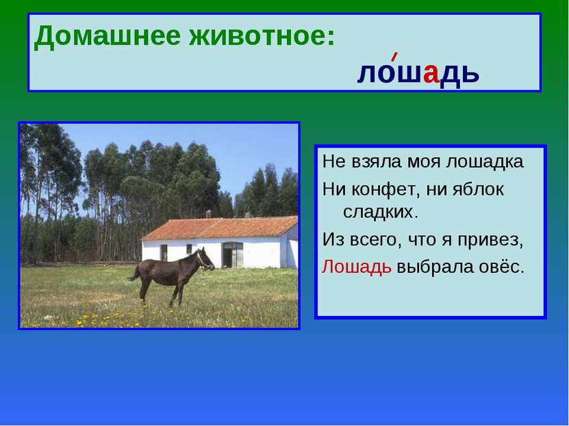 Домашнее животное: лошадь Не взяла моя лошадка Ни конфет, ни яблок сладких. И...