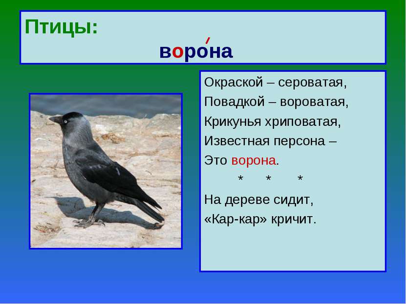 Птицы: ворона Окраской – сероватая, Повадкой – вороватая, Крикунья хриповатая...