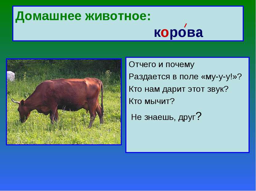 Домашнее животное: корова Отчего и почему Раздается в поле «му-у-у!»? Кто нам...