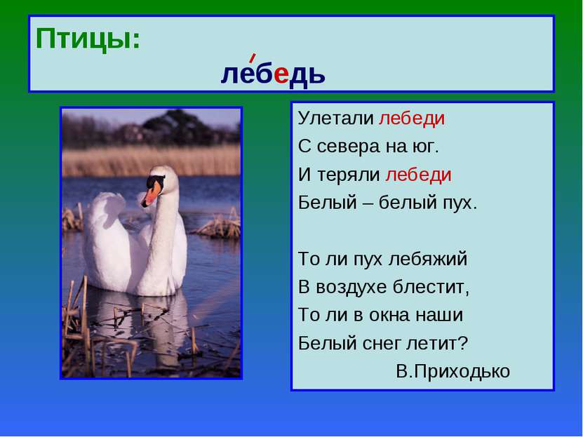 Птицы: лебедь Улетали лебеди С севера на юг. И теряли лебеди Белый – белый пу...