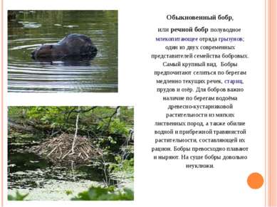Обыкновенный бобр, или речной бобр полуводное млекопитающее отряда грызунов; ...