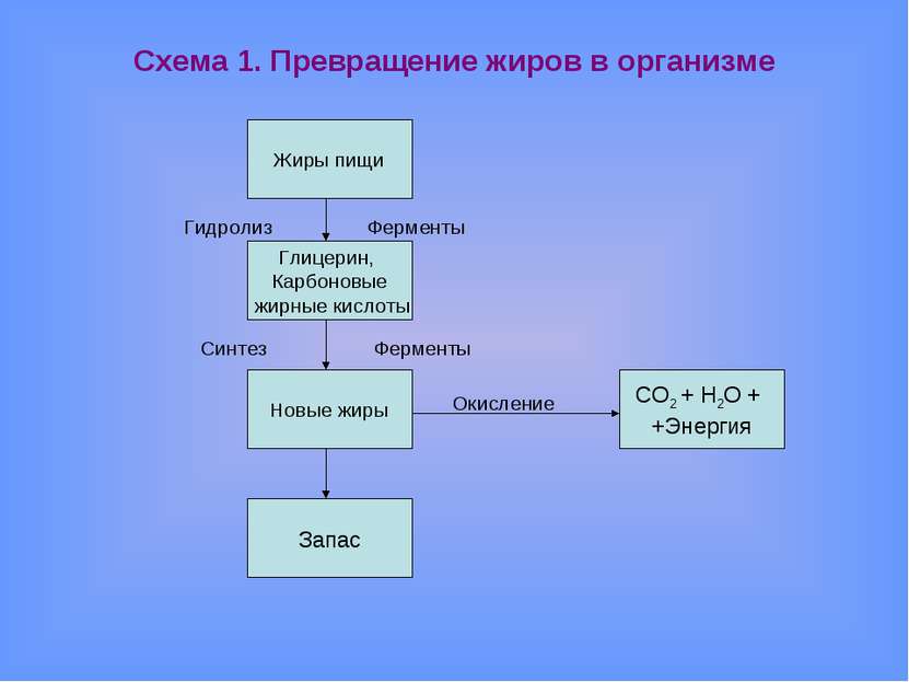 Схема 1. Превращение жиров в организме Гидролиз Ферменты Синтез Ферменты Окис...