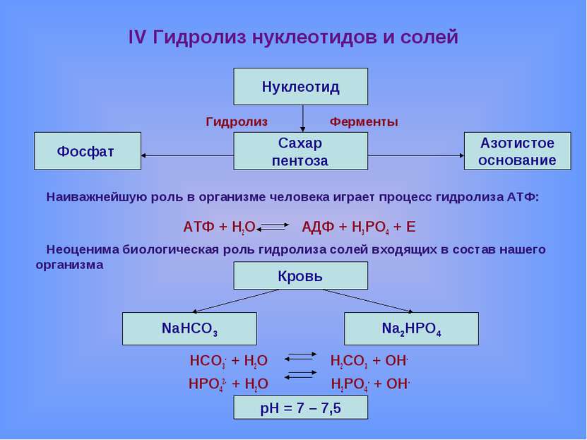 IV Гидролиз нуклеотидов и солей Гидролиз Ферменты Наиважнейшую роль в организ...