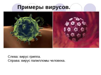 Слева: вирус гриппа. Справа: вирус папилломы человека. Примеры вирусов.