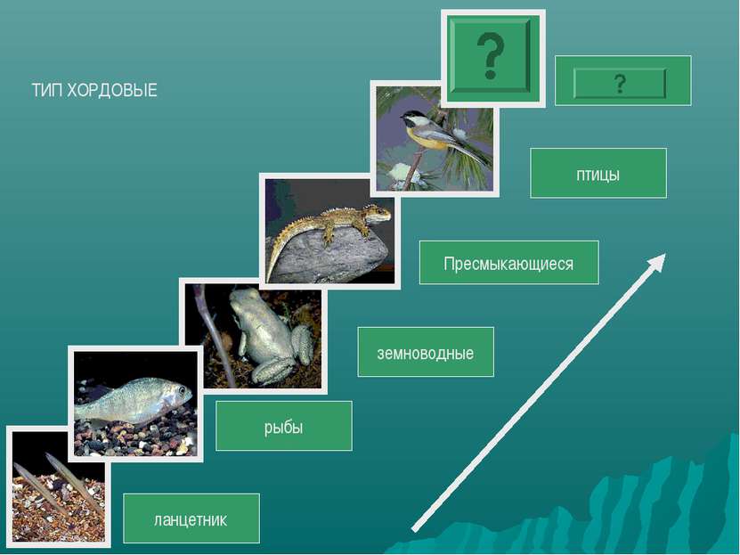 Рыбы пресмыкающиеся