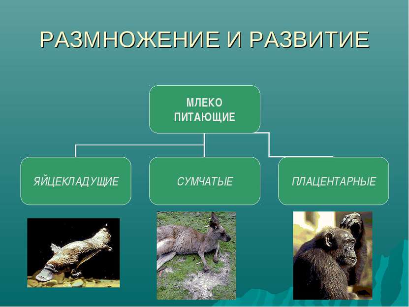 Размножение развитие и происхождение млекопитающих 7 класс презентация