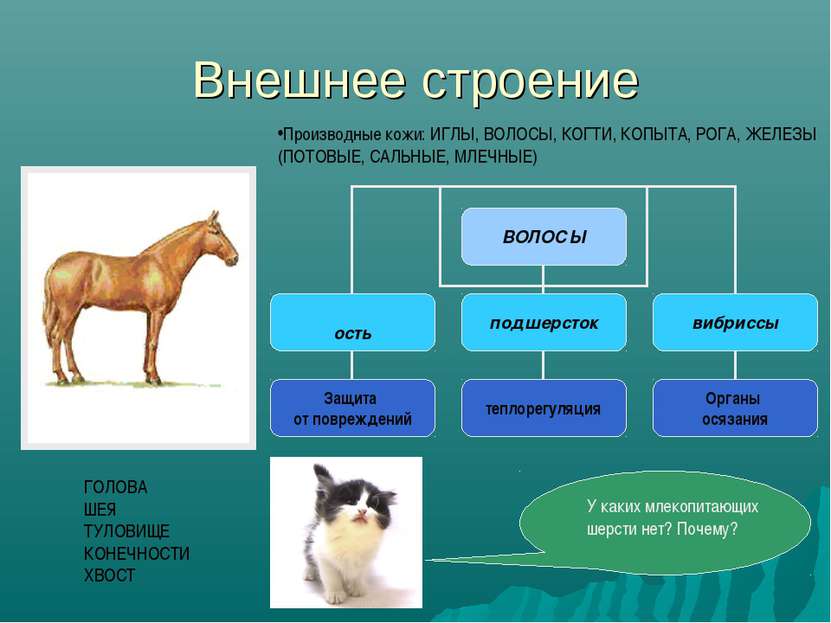 Распределите животных в 3 группы рисунок на с 90 ч 2 учебника