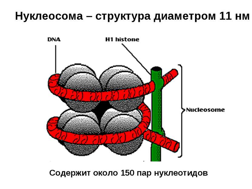 Нуклеосома – структура диаметром 11 нм Содержит около 150 пар нуклеотидов