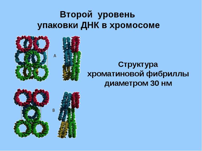 Второй уровень упаковки ДНК в хромосоме Структура хроматиновой фибриллы диаме...