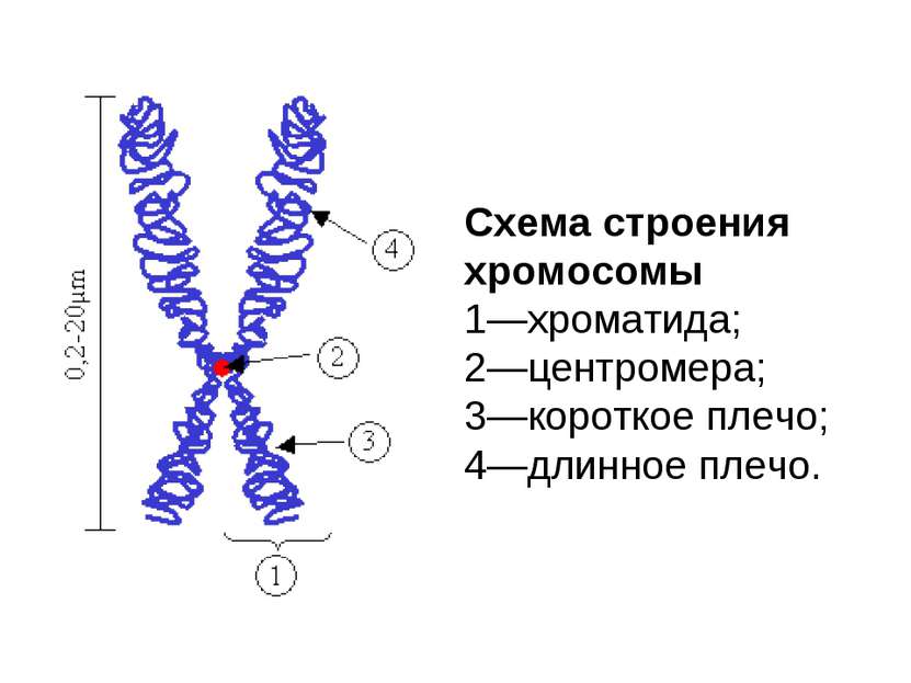                             Схема строения хромосомы 1—хроматида; 2—центромер...