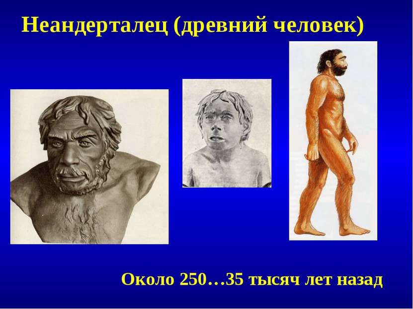 Неандерталец (древний человек) Около 250…35 тысяч лет назад