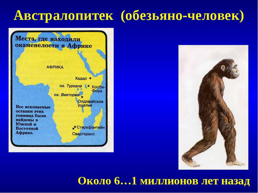Австралопитек (обезьяно-человек) Около 6…1 миллионов лет назад