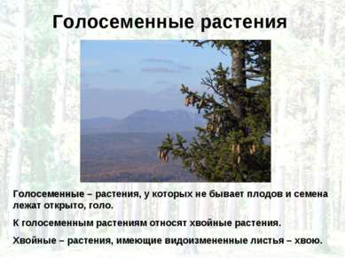 Голосеменные растения Голосеменные – растения, у которых не бывает плодов и с...