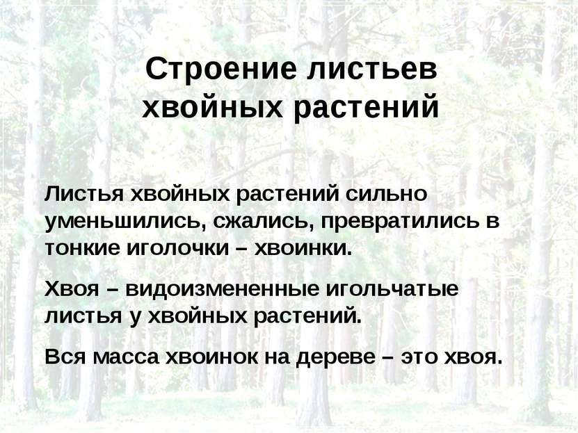 Строение листьев хвойных растений Листья хвойных растений сильно уменьшились,...