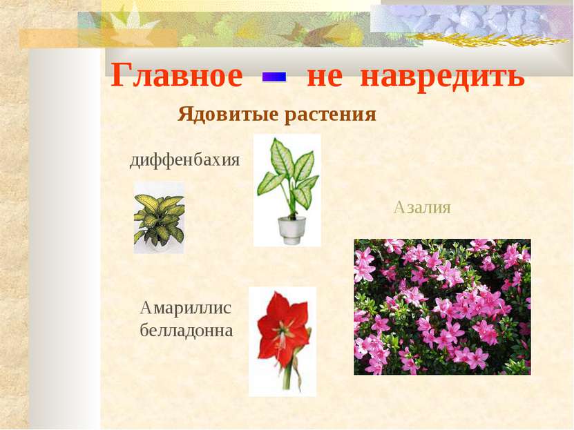 Главное не навредить Ядовитые растения Амариллис белладонна Азалия диффенбахия