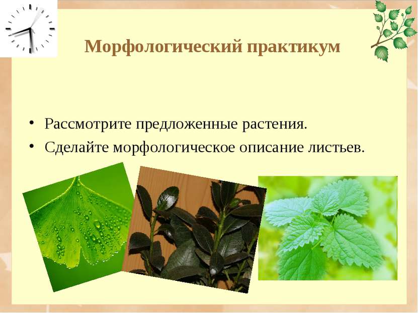 Морфологический практикум Рассмотрите предложенные растения. Сделайте морфоло...