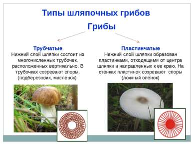 Типы шляпочных грибов Грибы Трубчатые Нижний слой шляпки состоит из многочисл...