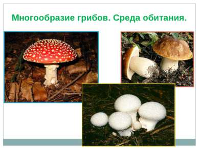 Многообразие грибов. Среда обитания.