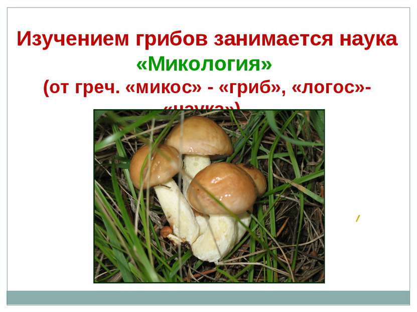 Изучением грибов занимается наука «Микология» (от греч. «микос» - «гриб», «ло...