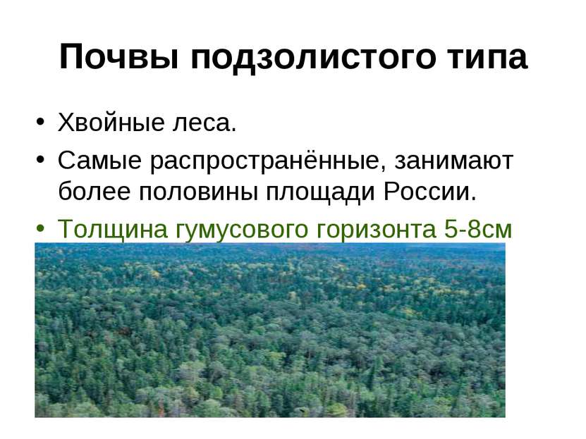 Леса половина территории россии
