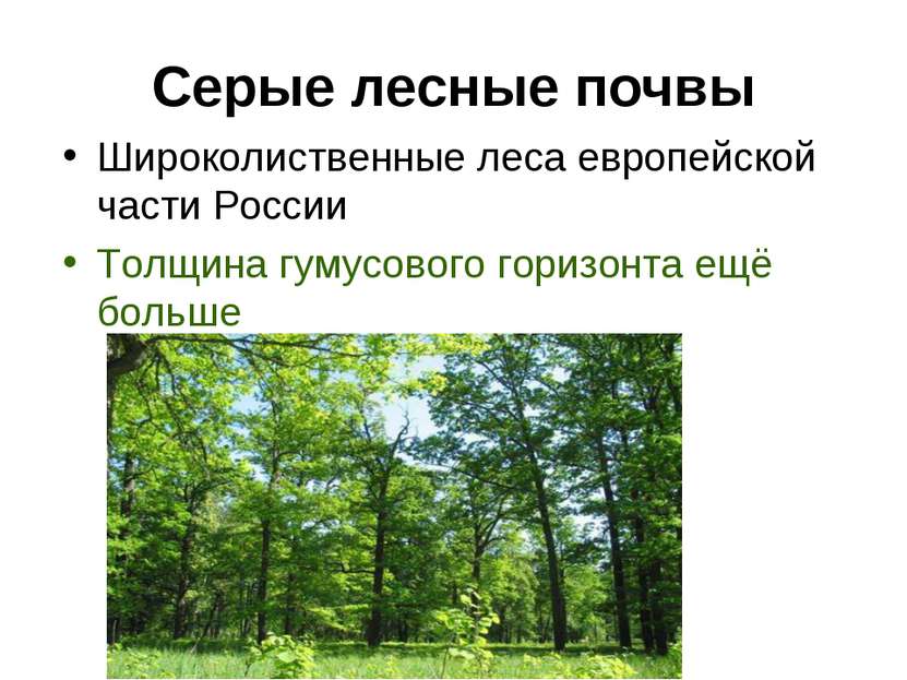 Серые лесные почвы Широколиственные леса европейской части России Толщина гум...
