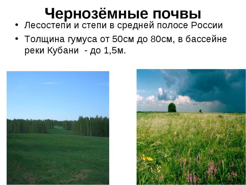 Лесостепи и степи отличаются богатством биологических ресурсов. Почвы степей и лесостепей в России. Почвы лесостепи в России. Лесостепи и степи почва. Почвы в лесостепи чернозем в России.