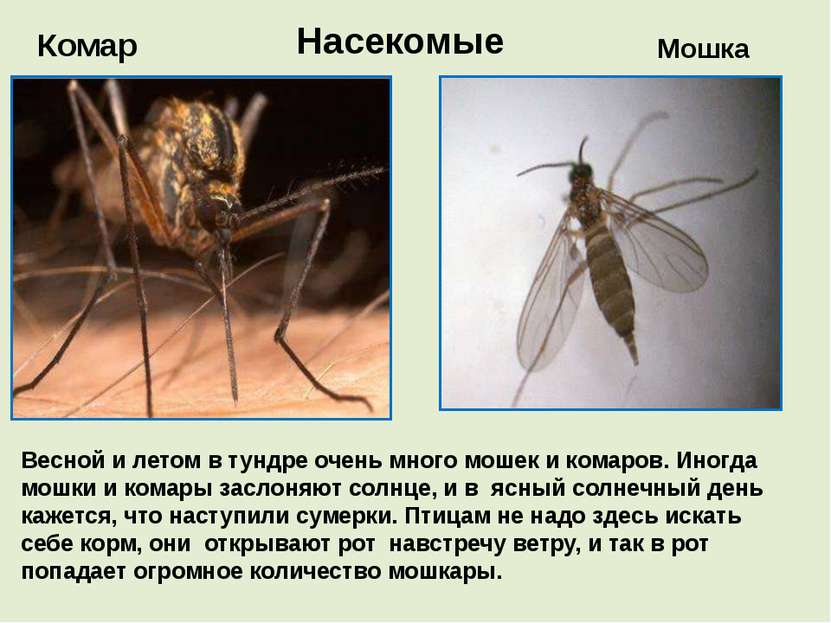 Насекомые Комар Мошка Весной и летом в тундре очень много мошек и комаров. Ин...