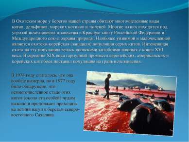 В Охотском море у берегов нашей страны обитают многочисленные виды китов, дел...