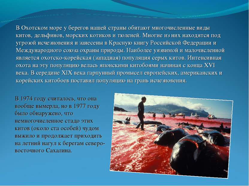 В Охотском море у берегов нашей страны обитают многочисленные виды китов, дел...