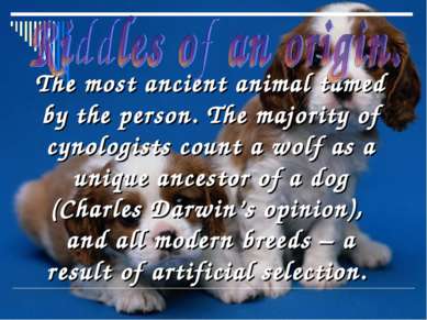 The most ancient animal tamed by the person. The majority of cynologists coun...