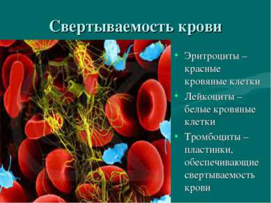 Свертываемость крови Эритроциты –красные кровяные клетки Лейкоциты – белые кр...