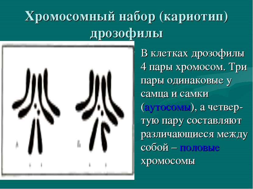 Хромосомный набор (кариотип) дрозофилы В клетках дрозофилы 4 пары хромосом. Т...