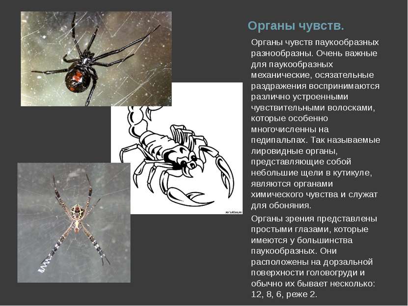 Органы чувств. Органы чувств паукообразных разнообразны. Очень важные для пау...