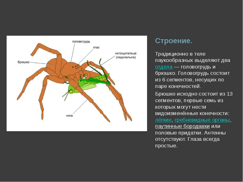 Строение. Традиционно в теле паукообразных выделяют два отдела — головогрудь ...