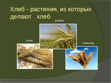 Хлеб - растения, из которых делают хлеб рожь пшеница ячмень