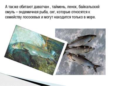 А также обитают даватчан , таймень, ленок, байкальский омуль – эндемичная рыб...