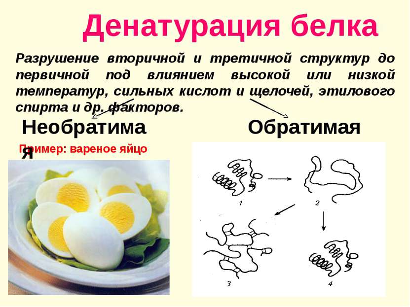 Денатурация белка . Пример: вареное яйцо . Разрушение вторичной и третичной с...