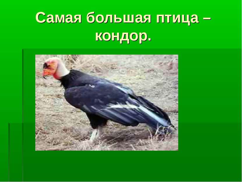 Самая большая птица – кондор.