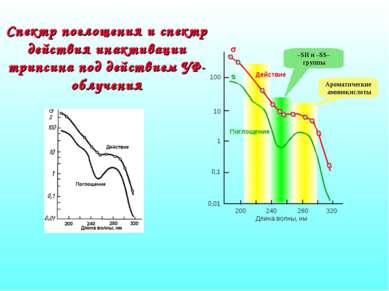 Спектр поглощения и спектр действия инактивации трипсина под действием УФ-обл...